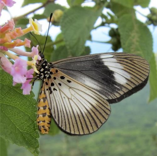 Acraea sp.